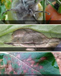 Iprodione 50% WP Fongicide protecteur et curatif à base de dicarboximide pour le contrôle de l'anthracnose, de la moisissure grise et de la casse de tige chez les tomates et les raisins - Product Image 2