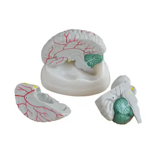 Medical Science Teaching Human New Style Brain Anatomical Model for Education