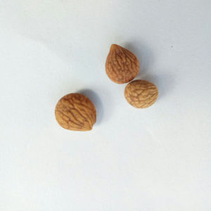 Noix de Prinsepia de Chine Rui Ren, Nux Prinsepiae, en vente - Product Image 2