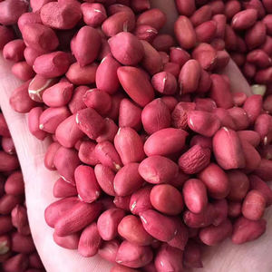 Erdnüsse 50 Kg Bulk Raw <span class=keywords><strong>Peanuts</strong></span> <span class=keywords><strong>Peanuts</strong></span> Preis Peanut Seeds - Product Image 5