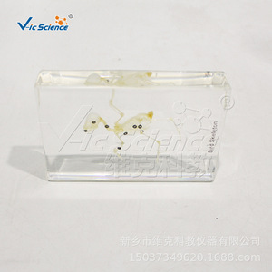 Especímenes de esqueletos de aves, modelos de enseñanza de biología para escuelas primarias y secundarias, enseñanza de anatomía. - Product Image 4