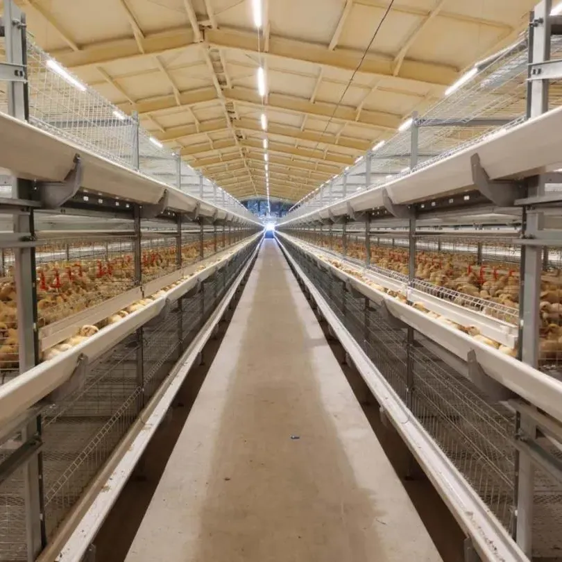 Yinong China New Design Stahl konstruktion Vorgefertigtes Hühnerfarm haus Gebäude Geflügels tall Geflügels tall