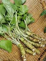 Wasabi séché à l'air et poudre de hortensia vert