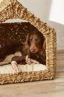 Lit pour animaux de compagnie en jonc de mer tressé surélevé pour chats et petits chiens avec coussin amovible lavable en machine