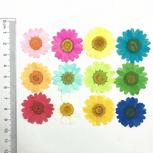 <span class=keywords><strong>Fiori</strong></span> <span class=keywords><strong>di</strong></span> Crisantemo Naturale Bianco T308 <span class=keywords><strong>Fiori</strong></span> Pressati per Gioielli in Resina Collane Bigiotteria Anelli Confezione Sottovuoto - Product Image 3