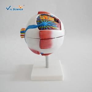Model Pendidikan Anatomi Sains Medis Model Mata Raksasa Mode Mata Putih - Product Image 3