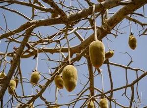 Poudre d'extrait de fruit de Baobab biologique 100% pure, matière première pour boissons et aliments santé - Product Image 4