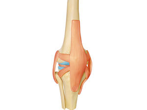 XR Medical Science <span class=keywords><strong>Tête</strong></span> humaine 4D, Genou humain standard pour l'anatomie - Product Image 2