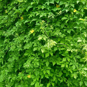 FEUILLE DE MELON AMÈRE NATURELLE DE QUALITÉ SUPÉRIEURE/GRADE HERBES SÉCHÉES/COUPE DE THÉ/PRÊT POUR L'EXPORTATION - Product Image 1