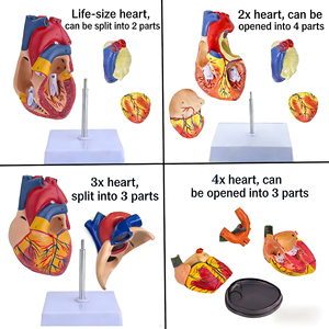 Modelo de Anatomía del Corazón Humano a Escala 1:1, Desmontable, para Enseñanza Médica, para Entrenamiento en Ecografía B y Doppler Color - Product Image 2