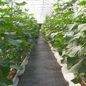 Toile de paillage <span class=keywords><strong>anti</strong></span>-mauvaises herbes pour l'agriculture et l'aménagement paysager, barrière de contrôle et de protection des sols - Product Image 1