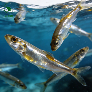 Gélules d'<span class=keywords><strong>huile</strong></span> <span class=keywords><strong>de</strong></span> <span class=keywords><strong>poisson</strong></span> oméga 3 haute concentration pour adultes – Soutient la santé cardiaque, cérébrale, oculaire, articulaire et immunitaire – <span class=keywords><strong>Huile</strong></span> <span class=keywords><strong>de</strong></span> haute mer <span class=keywords><strong>purifiée</strong></span> - Product Image 4