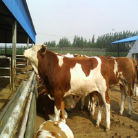 Bio capsula lora Élevage des animaux Capsule intelligente d'estomac de vache d'élevage (WithPh) État de santé lora moniteur de santé du bétail