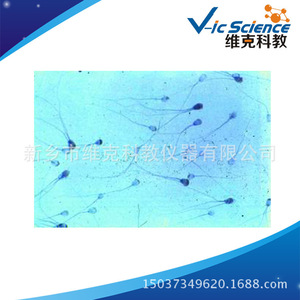 Sperm smears, cell biology and genetics, biological <b>microscope</b> slides, laboratory research equipment - Product Image 5