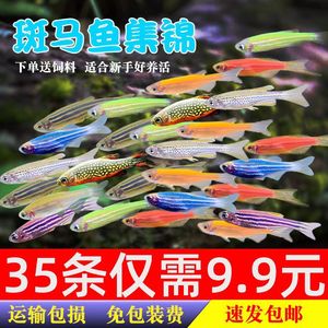 Peces cebra vivos de 1-3 cm, variedades coloridas para acuario. - Product Image 4