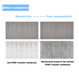 Membrane de transfert IKEME PVDF NC en nitrocellulose 0,22 µm 0,45 µm pour transfert de protéines de poids moléculaire élevé en <span class=keywords><strong>laboratoire</strong></span> (Western Blot) - Product Image 4