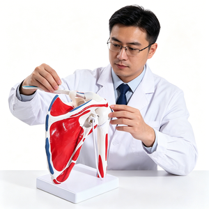 Modelo Anatómico de Articulación del Hombro con Músculos <span class=keywords><strong>y</strong></span> Ligamentos, para Uso Educativo - Product Image 2
