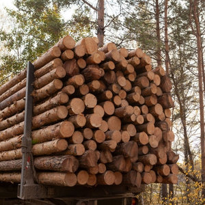 Bois de construction de qualité supérieure en bois dur, Azobé africain, planches d'exportation, longueur 400 cm, diamètre 60 cm, pour meubles - Product Image 2