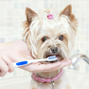 Brosses à dents <span class=keywords><strong>de</strong></span> haute qualité en nylon souple et plastique TPR pour chats et chiens, pour le nettoyage des dents et <span class=keywords><strong>de</strong></span> la <span class=keywords><strong>langue</strong></span> à domicile - Product Image 4