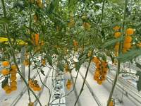 Serre agricole en verre commercial avec système hydroponique pour tomates, projet clé en main