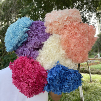 Bunga asli diawetkan, Kembang Abadi ukuran besar krim sentuhan asli putih besar diawetkan dengan batang