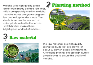 Muestra Gratuita de <span class=keywords><strong>Matcha</strong></span> en Polvo 800 Mesh, Grado Premium, Paquete de Prueba de 20g para Pruebas de Calidad - Product Image 5