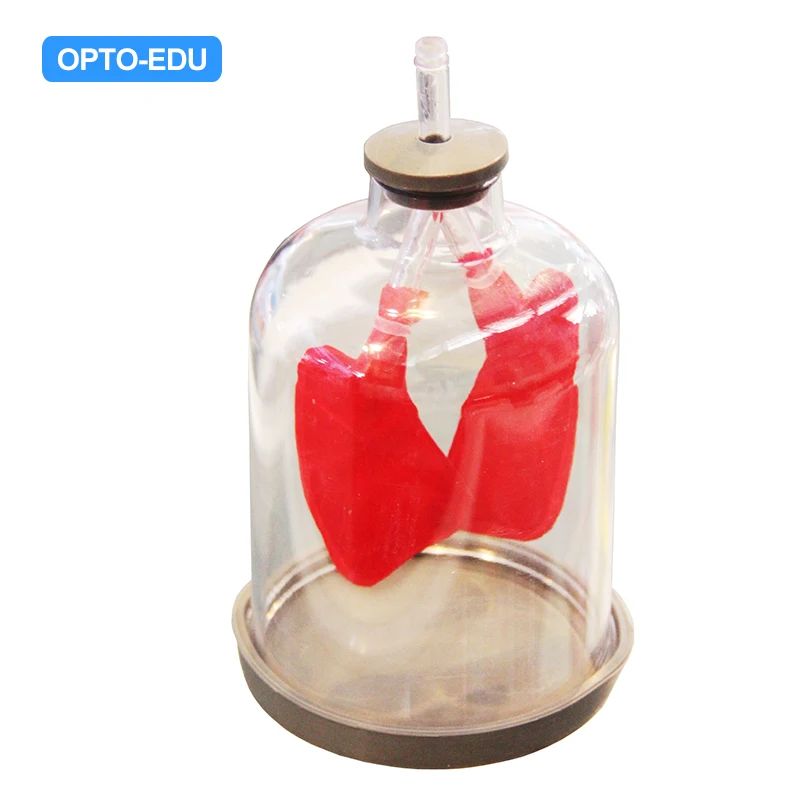 OPTO-EDU E3E.0101 Lungs and Respiration Model