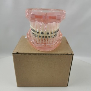 Modèle de démonstration dentaire M3001 avec bracket métallique, modèle anatomique en résine pour la science médicale et l'éducation MX-99 - Product Image 1