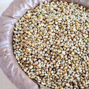 Millet vert de qualité supérieure/Bajra Premium Animal Feed d'Inde pour l'exportation - Product Image 2