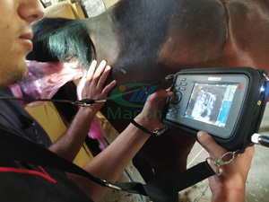 V8 <span class=keywords><strong>Scanner</strong></span> à ultrasons de vétérinaire handscan le plus rentable avec sonde convexe rectale pour <span class=keywords><strong>chien</strong></span>, porc, mouton et vache - Product Image 6