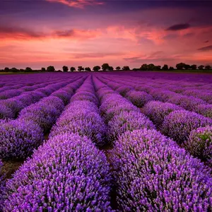 Diskon Besar Minyak Esensial Lavender Murah untuk Aroma Lilin Sabun Diffuser Deterjen Kosmetik Minyak Lavender Kelas