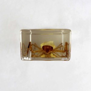 사마귀 곤충 내장 표본 - Product Image 4
