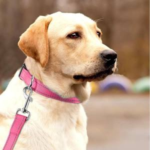 Custom poliestere/nylon stampa animale a spina di pesce guinzaglio del cane per Pet Pet corda di sicurezza eco-friendly Custom all'ingrosso - Product Image 2