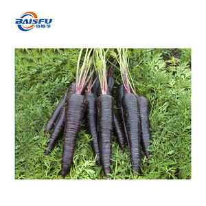 Estratto di carota viola sempre più popolare nell'industria alimentare grazie ai suoi benefici nutrizionali e al suo colore vibrante - Product Image 2