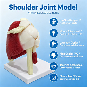 Modèle de muscles et ligaments de l'articulation de l'épaule grandeur nature pour la formation clinique CE ISO ROHS CNAS - Product Image 1