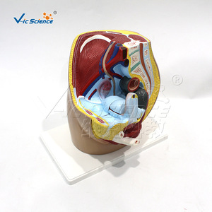 Modelo de enseñanza médica: Modelo de inguinalidad femenina; Modelo de anatomía inguinal - Product Image 1