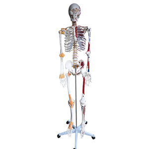 Modèle de coloriage du squelette humain et de la distribution musculaire, modèle de simulation d'échantillon squelettique pour l'enseignement médical, 178 cm - Product Image 4