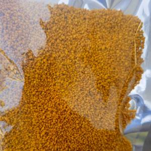 Pólen de Abeja Natural de Colza - Suplemento de Grado Alimenticio para la Nutrición Diaria - Pólen Orgánico de Grado Alimenticio al por Mayor - Product Image 3