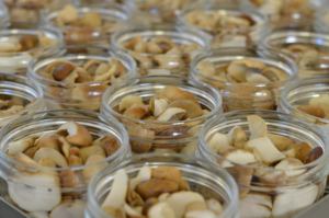 Porcini <b>Mushrooms</b> in Olive Oil White Sliced 580G - Product Image 4