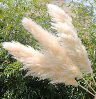 Dekorasi Rumah Boho Pampas Tinggi Berkualitas Tinggi, Rumput Bunga Kering Alami untuk Pengaturan Meja Tengah, Cocok untuk Pesta Pernikahan