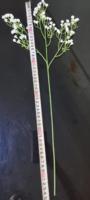 Künstliche Schleierkraut-Stiele aus Weichplastik für Hochzeits-, Heim- und Partydekoration, Blumenstrauß