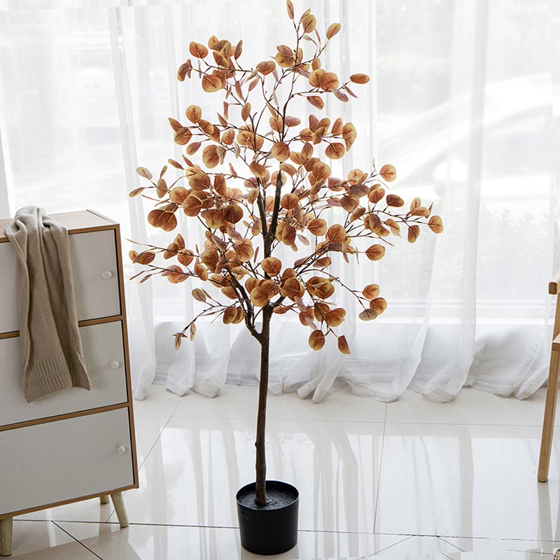 1.  6m Eucalipto de Otoño