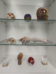 Обучающая модель 3D-печати, модель анатомических структур для головы и лица, кровеносных сосудов и мозга - Product Image 5