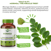 Supplément alimentaire fonction Haccp OEM ODM Moringa Oleifera Capsules