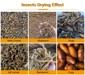 Automatic High Capacity Black Soldier Fly Larvae Heat Pump Dryer Insect <b>Worm</b> Bsf Drying Equipment - Product Image 3