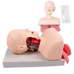 L'intubazione tracheale elettronica adulta avanzata con il modello di funzionamento infermieristico dell'allarme dell'<span class=keywords><strong>università</strong></span> medica - Product Image 2