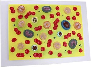 Modelo anatómico de glóbulos para medicina interna, enseñanza de Fisiopatología para estudiantes de clase, suministros de Maniquí de Hematología - Product Image 4