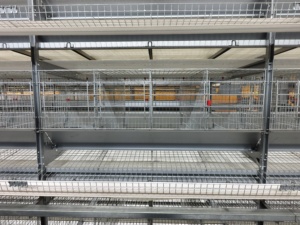 Cage à canards galvanisée à chaud avec <span class=keywords><strong>nid</strong></span> à œufs anti-salissures pour élevage commercial de canards - Product Image 5