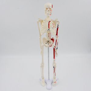 Modelos médicos de enseñanza, modelo de esqueleto humano de 45CM, marcador de esqueleto, arranque muscular y parada, modelos de hueso espinal - Product Image 2