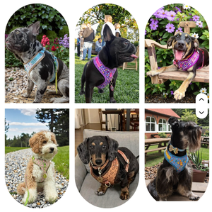 Nouvel Arrivage Harnais de Luxe Anti-Traction pour Chien avec Plaque d'Identification, Réglable, pour Chiens de Petite, Moyenne et Grande Taille - Product Image 6